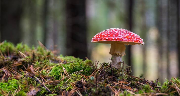 Amanita muscaria